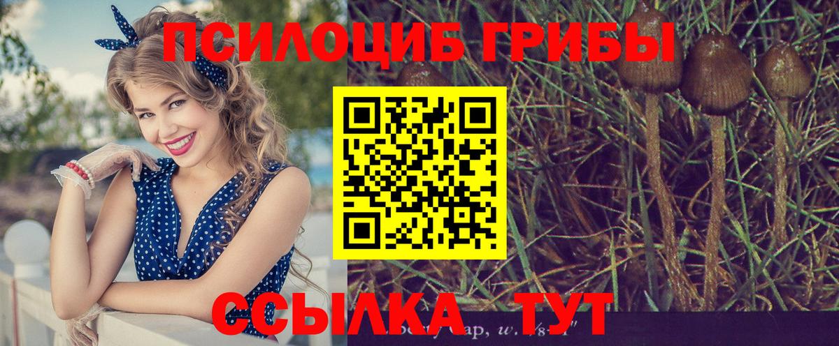 Галлюциногенные грибы Psilocybine cubensis  купить закладку  Можга  Вход с VPN 