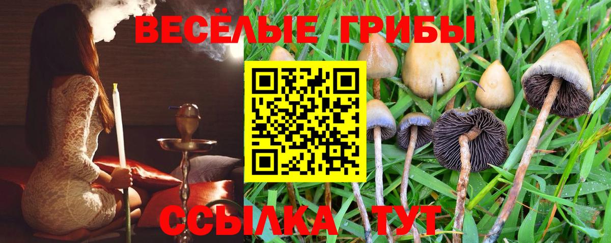 Псилоцибиновые грибы Psilocybe Можга